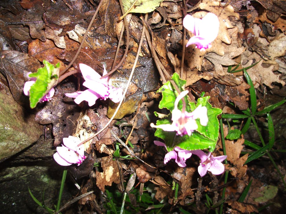 alazza-Cyclamen 201011105 016